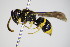  ( - BC ZSM HYM 17378)  @13 [ ] CreativeCommons - Attribution Non-Commercial Share-Alike (2015) Unspecified SNSB, Zoologische Staatssammlung Muenchen