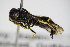  ( - BC ZSM HYM 17382)  @12 [ ] CreativeCommons - Attribution Non-Commercial Share-Alike (2015) Unspecified SNSB, Zoologische Staatssammlung Muenchen