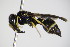  ( - BC ZSM HYM 17383)  @13 [ ] CreativeCommons - Attribution Non-Commercial Share-Alike (2015) Unspecified SNSB, Zoologische Staatssammlung Muenchen