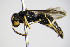  ( - BC ZSM HYM 17384)  @12 [ ] CreativeCommons - Attribution Non-Commercial Share-Alike (2015) Unspecified SNSB, Zoologische Staatssammlung Muenchen