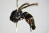  ( - BC ZSM HYM 17385)  @12 [ ] CreativeCommons - Attribution Non-Commercial Share-Alike (2015) Unspecified SNSB, Zoologische Staatssammlung Muenchen
