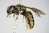  ( - BC ZSM HYM 17394)  @13 [ ] CreativeCommons - Attribution Non-Commercial Share-Alike (2015) Unspecified SNSB, Zoologische Staatssammlung Muenchen