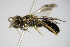  ( - BC ZSM HYM 17403)  @12 [ ] CreativeCommons - Attribution Non-Commercial Share-Alike (2015) Unspecified SNSB, Zoologische Staatssammlung Muenchen