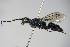  (Trirogma - BC ZSM HYM 17434)  @13 [ ] CreativeCommons - Attribution Non-Commercial Share-Alike (2015) Unspecified SNSB, Zoologische Staatssammlung Muenchen