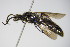  ( - BC ZSM HYM 17448)  @13 [ ] CreativeCommons - Attribution Non-Commercial Share-Alike (2015) Unspecified SNSB, Zoologische Staatssammlung Muenchen