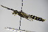  ( - BC ZSM HYM 17458)  @13 [ ] CreativeCommons - Attribution Non-Commercial Share-Alike (2015) Unspecified SNSB, Zoologische Staatssammlung Muenchen