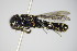  ( - BC ZSM HYM 17464)  @13 [ ] CreativeCommons - Attribution Non-Commercial Share-Alike (2015) Unspecified SNSB, Zoologische Staatssammlung Muenchen