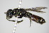  ( - BC ZSM HYM 17465)  @13 [ ] CreativeCommons - Attribution Non-Commercial Share-Alike (2015) Unspecified SNSB, Zoologische Staatssammlung Muenchen