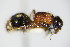  ( - BC ZSM HYM 17467)  @12 [ ] CreativeCommons - Attribution Non-Commercial Share-Alike (2015) Unspecified SNSB, Zoologische Staatssammlung Muenchen