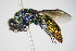  ( - BC ZSM HYM 17477)  @13 [ ] CreativeCommons - Attribution Non-Commercial Share-Alike (2015) Unspecified SNSB, Zoologische Staatssammlung Muenchen
