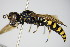  ( - BC ZSM HYM 17489)  @13 [ ] CreativeCommons - Attribution Non-Commercial Share-Alike (2015) Unspecified SNSB, Zoologische Staatssammlung Muenchen