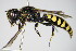  ( - BC ZSM HYM 17490)  @11 [ ] CreativeCommons - Attribution Non-Commercial Share-Alike (2015) Unspecified SNSB, Zoologische Staatssammlung Muenchen