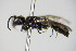  ( - BC ZSM HYM 17491)  @12 [ ] CreativeCommons - Attribution Non-Commercial Share-Alike (2015) Unspecified SNSB, Zoologische Staatssammlung Muenchen
