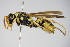  ( - BC ZSM HYM 17495)  @14 [ ] CreativeCommons - Attribution Non-Commercial Share-Alike (2015) Unspecified SNSB, Zoologische Staatssammlung Muenchen