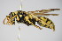  ( - BC ZSM HYM 17496)  @14 [ ] CreativeCommons - Attribution Non-Commercial Share-Alike (2015) Unspecified SNSB, Zoologische Staatssammlung Muenchen