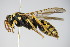  ( - BC ZSM HYM 17497)  @14 [ ] CreativeCommons - Attribution Non-Commercial Share-Alike (2015) Unspecified SNSB, Zoologische Staatssammlung Muenchen