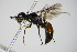  (Dolichurus bicolor - BC ZSM HYM 17500)  @11 [ ] CreativeCommons - Attribution Non-Commercial Share-Alike (2015) Unspecified SNSB, Zoologische Staatssammlung Muenchen