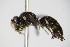  ( - BC ZSM HYM 17524)  @12 [ ] CreativeCommons - Attribution Non-Commercial Share-Alike (2015) Unspecified SNSB, Zoologische Staatssammlung Muenchen