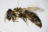  (Andrena trimmerana - BC ZSM HYM 17544)  @13 [ ] CreativeCommons - Attribution Non-Commercial Share-Alike (2015) Unspecified SNSB, Zoologische Staatssammlung Muenchen