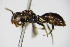  ( - BC ZSM HYM 17561)  @12 [ ] CreativeCommons - Attribution Non-Commercial Share-Alike (2015) Unspecified SNSB, Zoologische Staatssammlung Muenchen