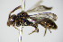  ( - BC ZSM HYM 17562)  @11 [ ] CreativeCommons - Attribution Non-Commercial Share-Alike (2015) Unspecified SNSB, Zoologische Staatssammlung Muenchen