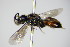  ( - BC ZSM HYM 17564)  @12 [ ] CreativeCommons - Attribution Non-Commercial Share-Alike (2015) Unspecified SNSB, Zoologische Staatssammlung Muenchen