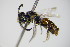  ( - BC ZSM HYM 17569)  @12 [ ] CreativeCommons - Attribution Non-Commercial Share-Alike (2015) Unspecified SNSB, Zoologische Staatssammlung Muenchen