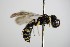 ( - BC ZSM HYM 17604)  @13 [ ] CreativeCommons - Attribution Non-Commercial Share-Alike (2015) Unspecified SNSB, Zoologische Staatssammlung Muenchen