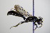  ( - BC ZSM HYM 17625)  @12 [ ] CreativeCommons - Attribution Non-Commercial Share-Alike (2015) Unspecified SNSB, Zoologische Staatssammlung Muenchen