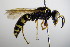  ( - BC ZSM HYM 17633)  @13 [ ] CreativeCommons - Attribution Non-Commercial Share-Alike (2015) Unspecified SNSB, Zoologische Staatssammlung Muenchen
