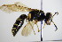  ( - BC ZSM HYM 17635)  @13 [ ] CreativeCommons - Attribution Non-Commercial Share-Alike (2015) Unspecified SNSB, Zoologische Staatssammlung Muenchen