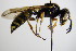  ( - BC ZSM HYM 17636)  @13 [ ] CreativeCommons - Attribution Non-Commercial Share-Alike (2015) Unspecified SNSB, Zoologische Staatssammlung Muenchen