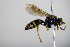  ( - BC ZSM HYM 17682)  @13 [ ] CreativeCommons - Attribution Non-Commercial Share-Alike (2015) Unspecified SNSB, Zoologische Staatssammlung Muenchen