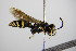  ( - BC ZSM HYM 17684)  @12 [ ] CreativeCommons - Attribution Non-Commercial Share-Alike (2015) Unspecified SNSB, Zoologische Staatssammlung Muenchen
