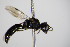  ( - BC ZSM HYM 17686)  @12 [ ] CreativeCommons - Attribution Non-Commercial Share-Alike (2015) Unspecified SNSB, Zoologische Staatssammlung Muenchen