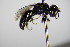  ( - BC ZSM HYM 17689)  @12 [ ] CreativeCommons - Attribution Non-Commercial Share-Alike (2015) Unspecified SNSB, Zoologische Staatssammlung Muenchen