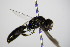  ( - BC ZSM HYM 17690)  @12 [ ] CreativeCommons - Attribution Non-Commercial Share-Alike (2015) Unspecified SNSB, Zoologische Staatssammlung Muenchen