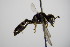  ( - BC ZSM HYM 17691)  @12 [ ] CreativeCommons - Attribution Non-Commercial Share-Alike (2015) Unspecified SNSB, Zoologische Staatssammlung Muenchen