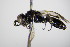  ( - BC ZSM HYM 17696)  @12 [ ] CreativeCommons - Attribution Non-Commercial Share-Alike (2015) Unspecified SNSB, Zoologische Staatssammlung Muenchen