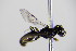  ( - BC ZSM HYM 17697)  @12 [ ] CreativeCommons - Attribution Non-Commercial Share-Alike (2015) Unspecified SNSB, Zoologische Staatssammlung Muenchen