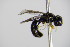  ( - BC ZSM HYM 17698)  @12 [ ] CreativeCommons - Attribution Non-Commercial Share-Alike (2015) Unspecified SNSB, Zoologische Staatssammlung Muenchen