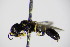  ( - BC ZSM HYM 17702)  @12 [ ] CreativeCommons - Attribution Non-Commercial Share-Alike (2015) Unspecified SNSB, Zoologische Staatssammlung Muenchen
