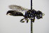  ( - BC ZSM HYM 17706)  @12 [ ] CreativeCommons - Attribution Non-Commercial Share-Alike (2015) Unspecified SNSB, Zoologische Staatssammlung Muenchen