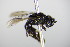  ( - BC ZSM HYM 17707)  @13 [ ] CreativeCommons - Attribution Non-Commercial Share-Alike (2015) Unspecified SNSB, Zoologische Staatssammlung Muenchen