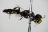  (Crossocerus elongates - BC ZSM HYM 17708)  @11 [ ] CreativeCommons - Attribution Non-Commercial Share-Alike (2015) Unspecified SNSB, Zoologische Staatssammlung Muenchen