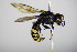  ( - BC ZSM HYM 17728)  @12 [ ] CreativeCommons - Attribution Non-Commercial Share-Alike (2015) Unspecified SNSB, Zoologische Staatssammlung Muenchen