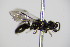  (Diodontus wahisi - BC ZSM HYM 17744)  @13 [ ] CreativeCommons - Attribution Non-Commercial Share-Alike (2015) Unspecified SNSB, Zoologische Staatssammlung Muenchen