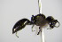  ( - BC ZSM HYM 17747)  @12 [ ] CreativeCommons - Attribution Non-Commercial Share-Alike (2015) Unspecified SNSB, Zoologische Staatssammlung Muenchen