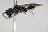  ( - BC ZSM HYM 17748)  @12 [ ] CreativeCommons - Attribution Non-Commercial Share-Alike (2015) Unspecified SNSB, Zoologische Staatssammlung Muenchen