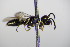  ( - BC ZSM HYM 17749)  @12 [ ] CreativeCommons - Attribution Non-Commercial Share-Alike (2015) Unspecified SNSB, Zoologische Staatssammlung Muenchen